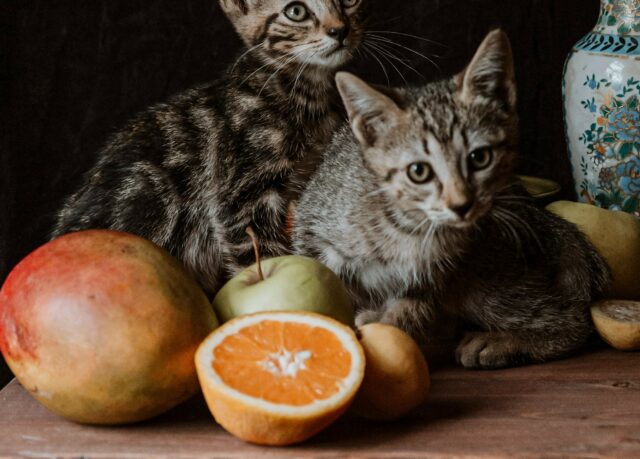 Can cats eat mango?