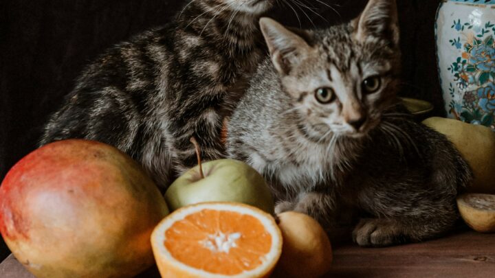 Kediler Mango Yiyebilir mi? Bu Tropikal Taş Meyve Kediler İçin Güvenli mi?