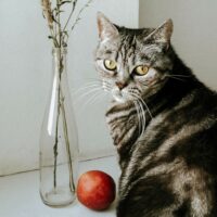 Kediler nektarin yiyebilir mi?