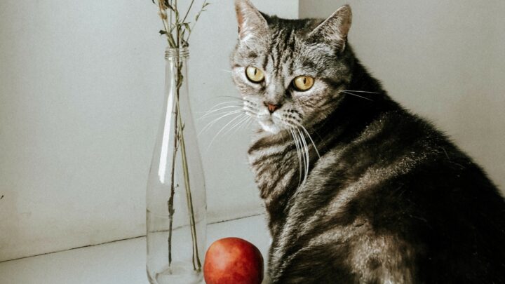 Kediler Nektarin Yiyebilir mi? Bu Pürüzsüz Kabuklu Meyveler Güvenli mi? 