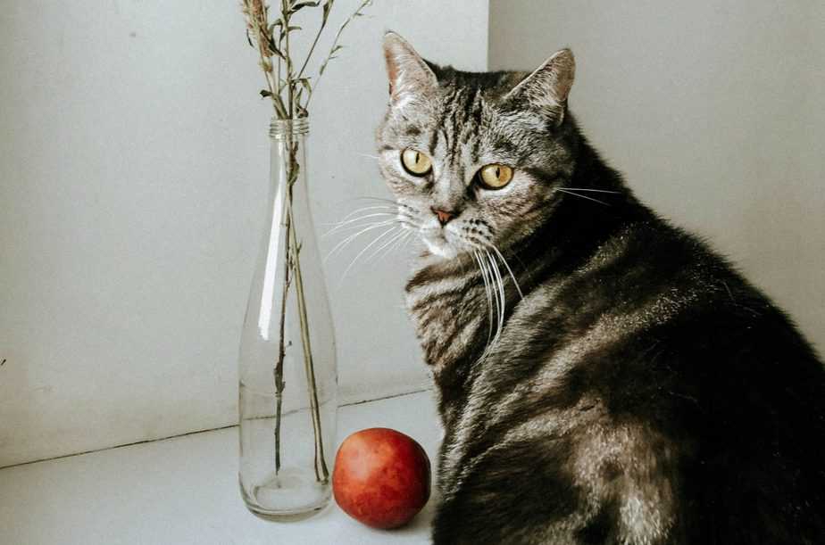 Can cats eat nectarines?