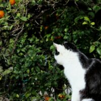 Can cats eat persimmons?