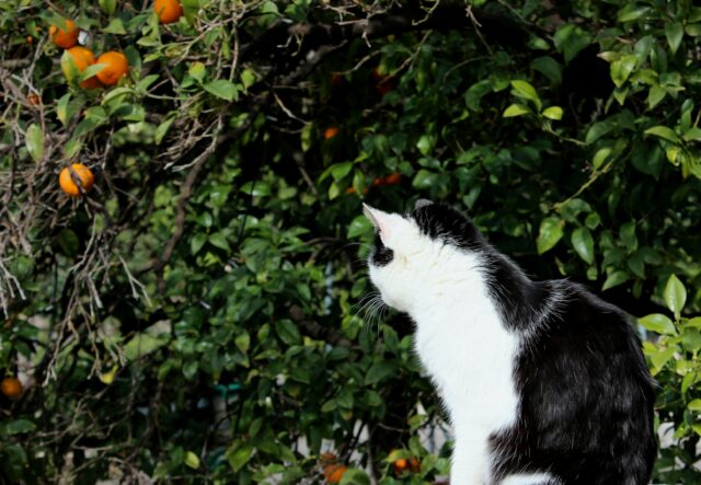 Can cats eat persimmons?