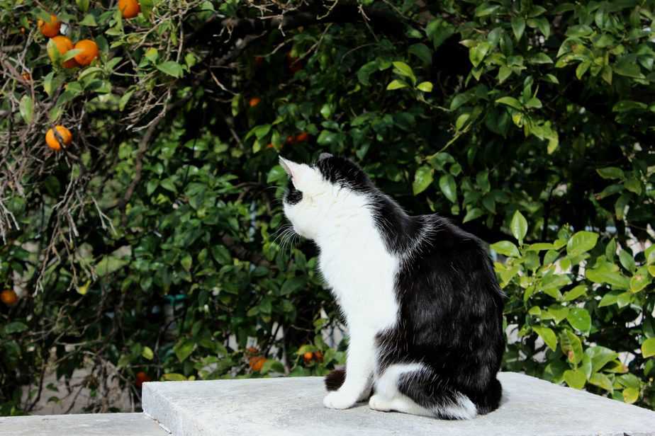 Can cats eat persimmons?