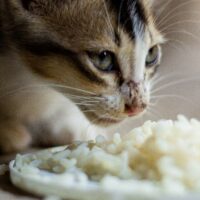 Can cats eat rice cakes?