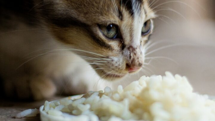Kediler Pirinç Keki Yiyebilir mi? Tek Gereken Bu Lezzetli İkram mı? 