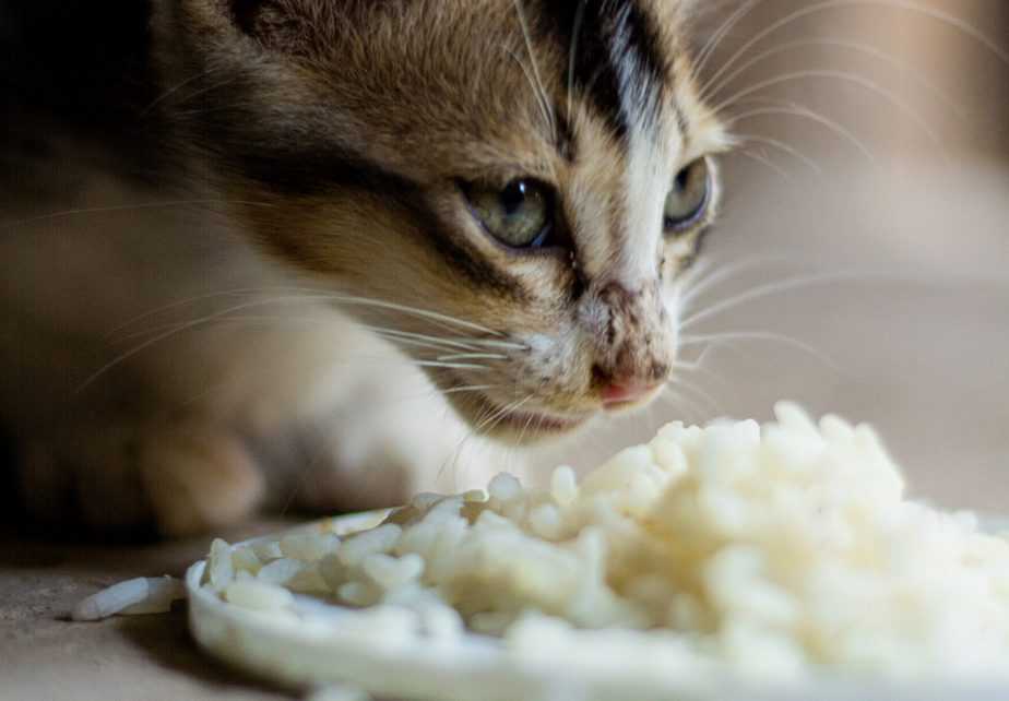 Can kittens hotsell eat white rice