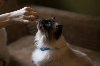 Can Cats Eat Sausage? What's The Wurst Case Scenario?