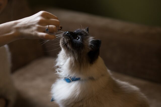 Can cats eat sausage