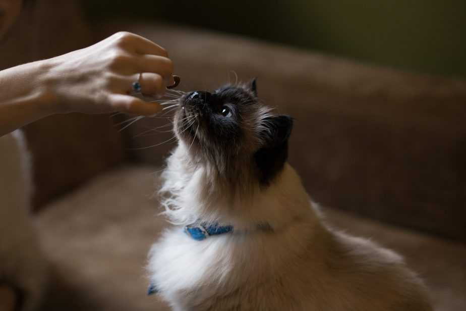 Can cats eat sausage