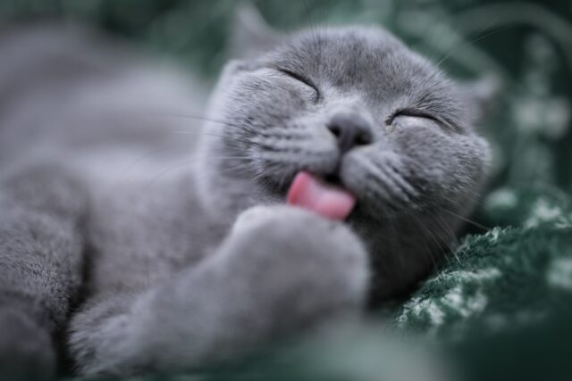 Can cats eat wasabi?