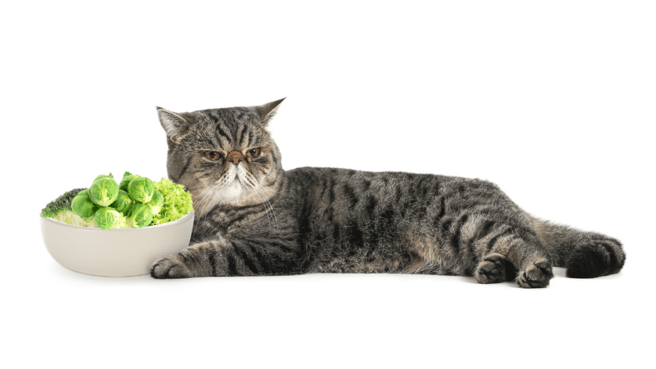 Kediler Brüksel Lahanası Yiyebilir mi? Tüylü Çocuğunuzun Suratını Asmasına Neden Olurlar mı?