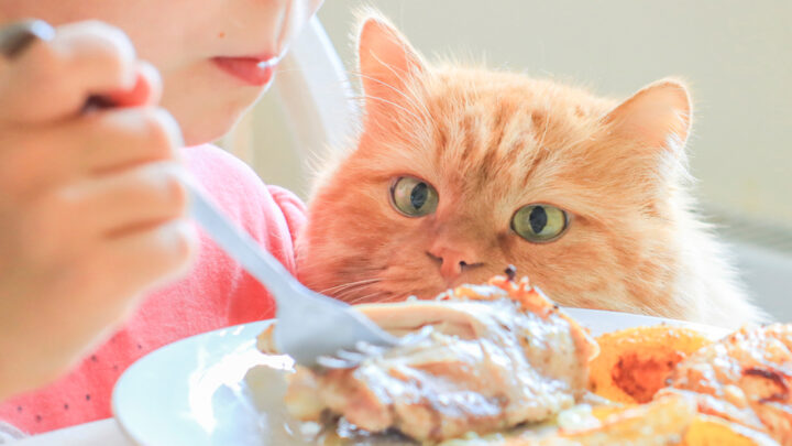 Kediler Tavuk Kanadı Yiyebilir mi? Bu İkramın Getirdiği Neşe!
