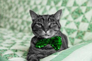 can cats eat corned beef