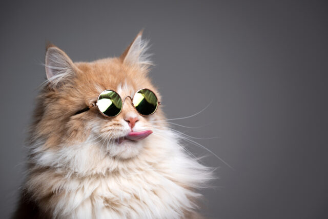 can cats eat doritos