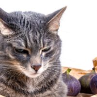 kediler incir yiyebilir mi