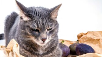 can cats eat figs