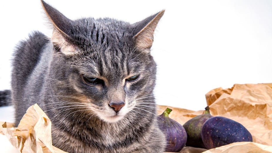 Can Cats Eat Figs? Is This What Your Cat Digs?