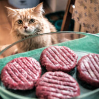 Can cats eat ground beef