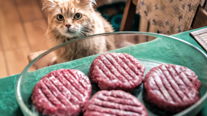 Can Cats Eat Ground Beef? Is This Good For Your Furry Chief?