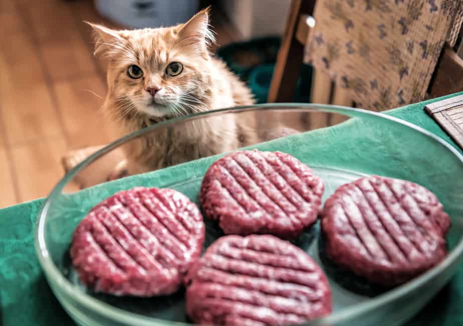 ground beef for cats