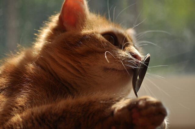 can cats eat mayo