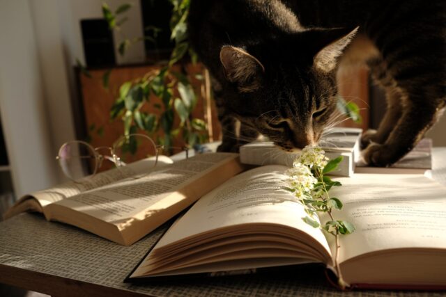Can cats eat mint