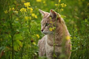 can cats eat mustard