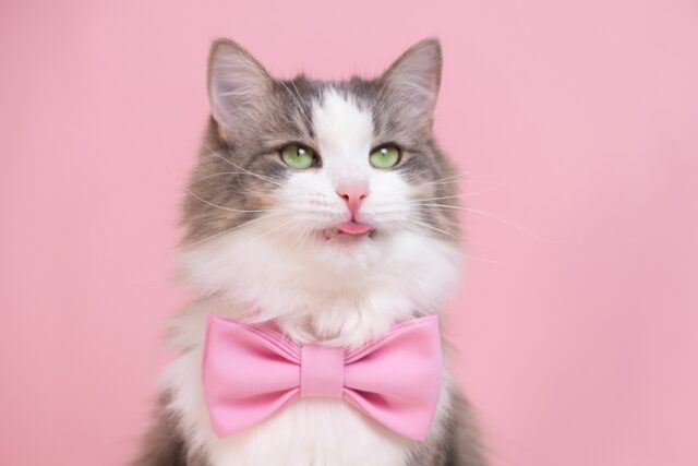 can cats eat octopus