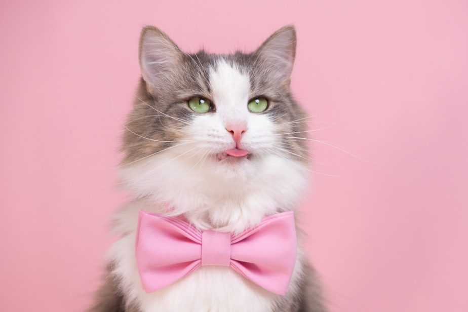 can cats eat octopus