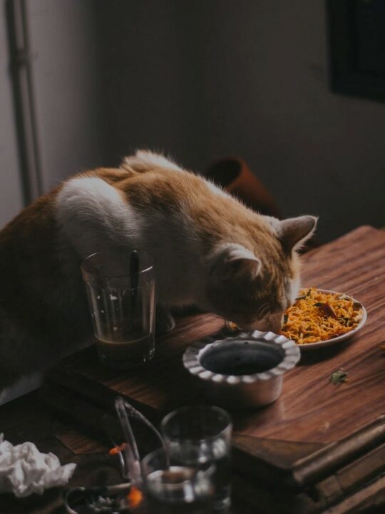 Cats Chef Cats food, Cats eat, Can cats eat,