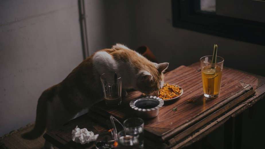 can cats eat pasta