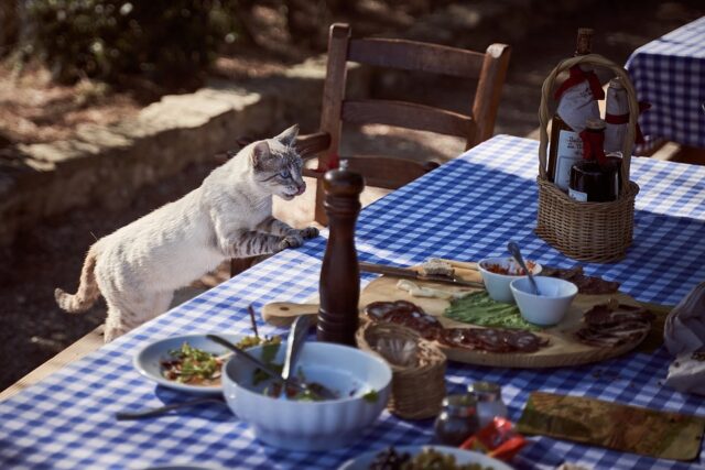 can cats eat prawns