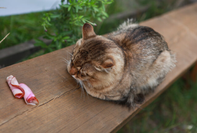 Can cats eat prosciutto