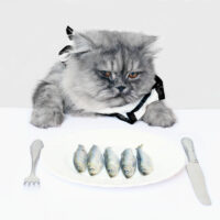 Kediler sardalya yiyebilir mi