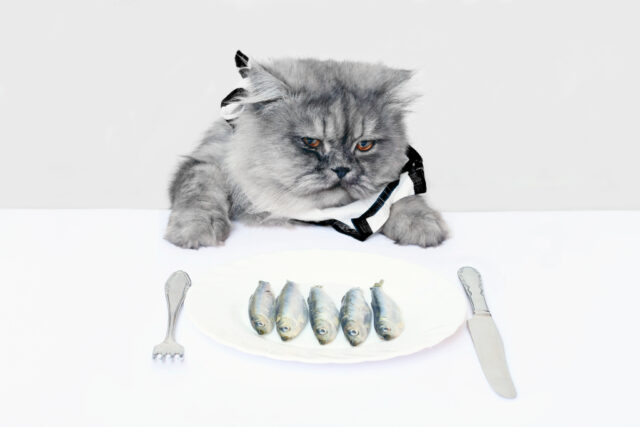 Can cats eat sardines