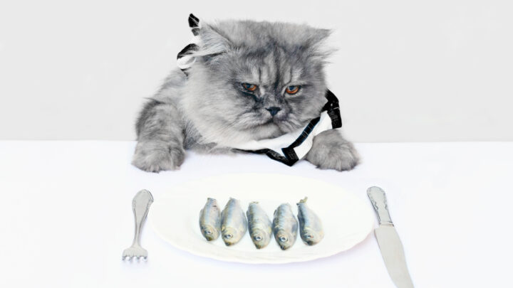 Kediler Sardalya Yiyebilir mi? Bu Balık Uygun Bir Kedi Yemeği mi? 