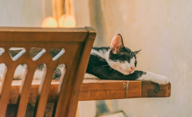 can cats eat turkey bacon