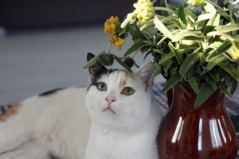 can cats eat vanilla