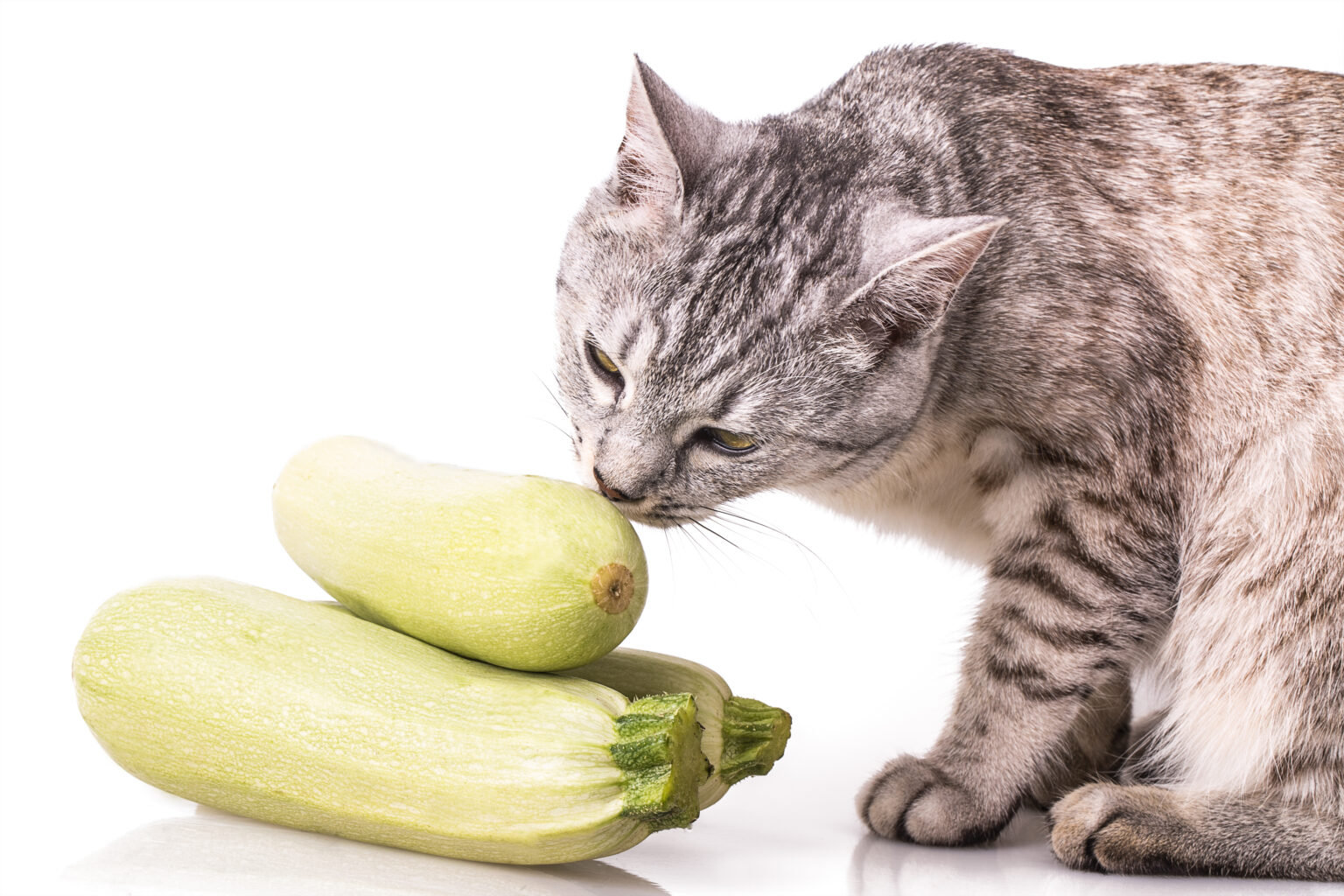 Can Cats Eat Zucchini? Is This Veggie A Good Choice For My Feline?