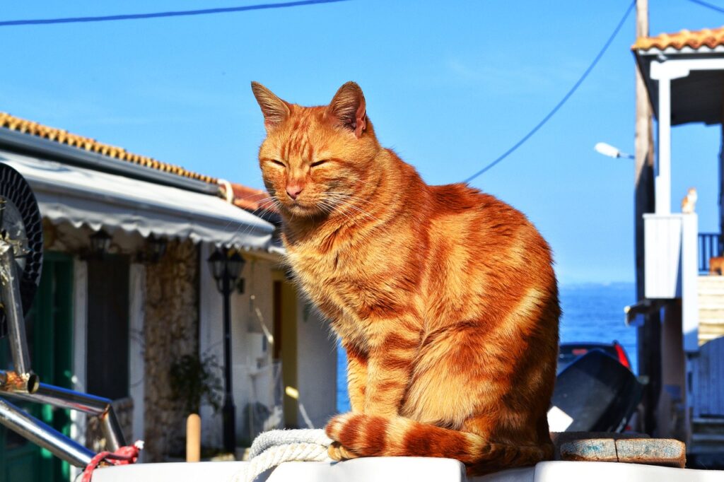 Can Cats Eat Oysters? Is It Time To Be Shellfish?