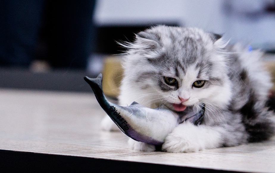 Kediler Uskumru Yiyebilir mi? Bu Balık Kedinizin İstek Listesinde mi?