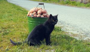 Can Cats Eat French Fries