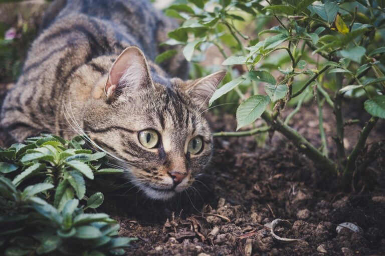 Can Cats Eat Beet