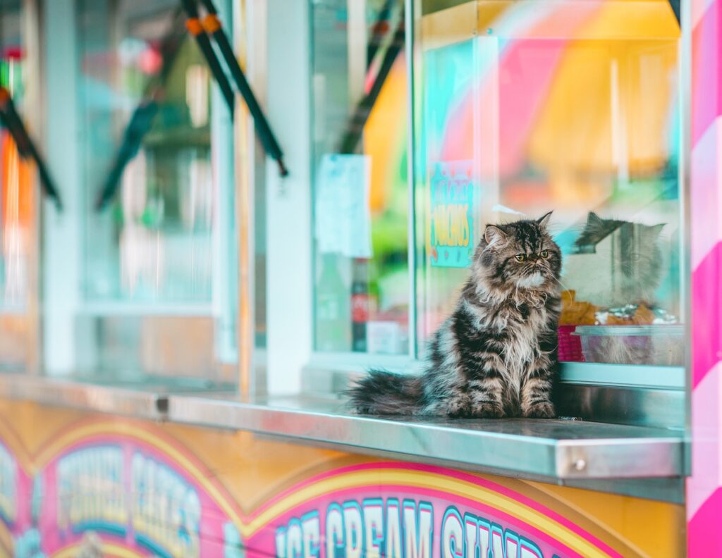 Can Cats Eat Doritos? Care To Share This Crunchy Snack?