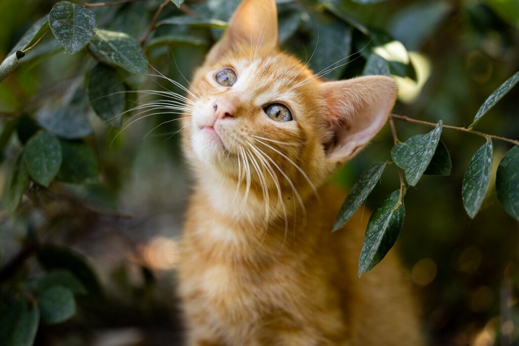 Can Cats Eat Baked Beans? Are They Meant To Be(an) Together?