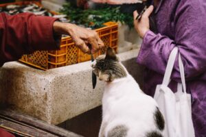 Can Cats Eat Sashimi