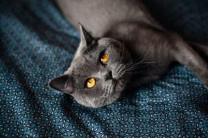 Can Cats Eat Seaweed