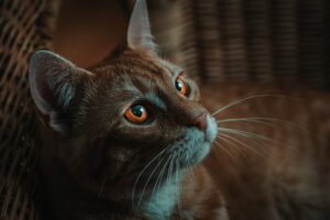 Can Cats Eat Ginger