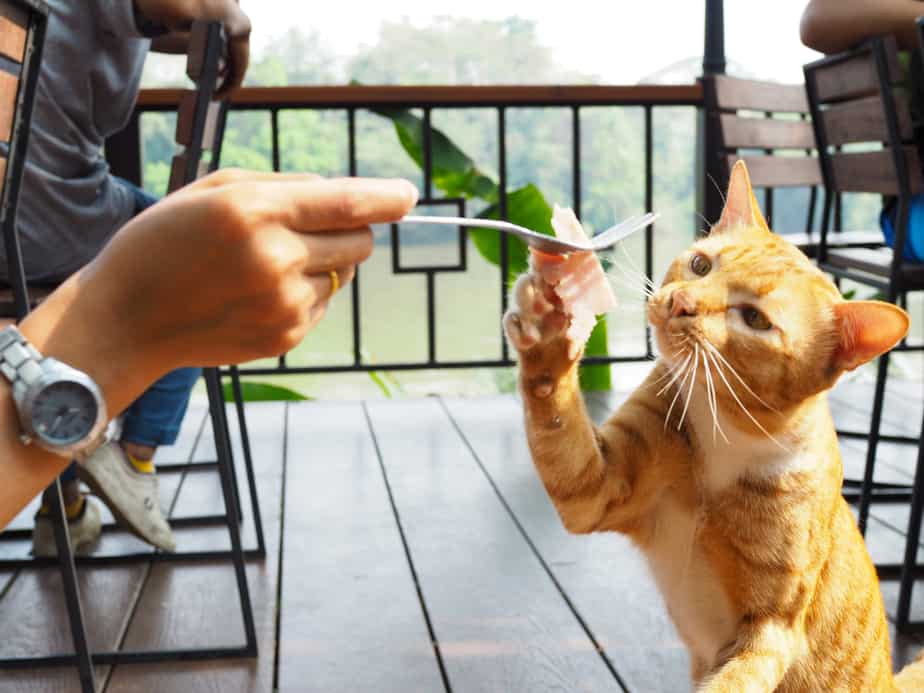 Kediler Prosciutto Yiyebilir mi? Bu Lezzetli Eti Yiyebilirler mi?